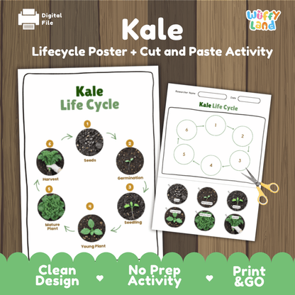 Kale Life Cycle Poster and Cut and Paste Activity Plant Science Printable
