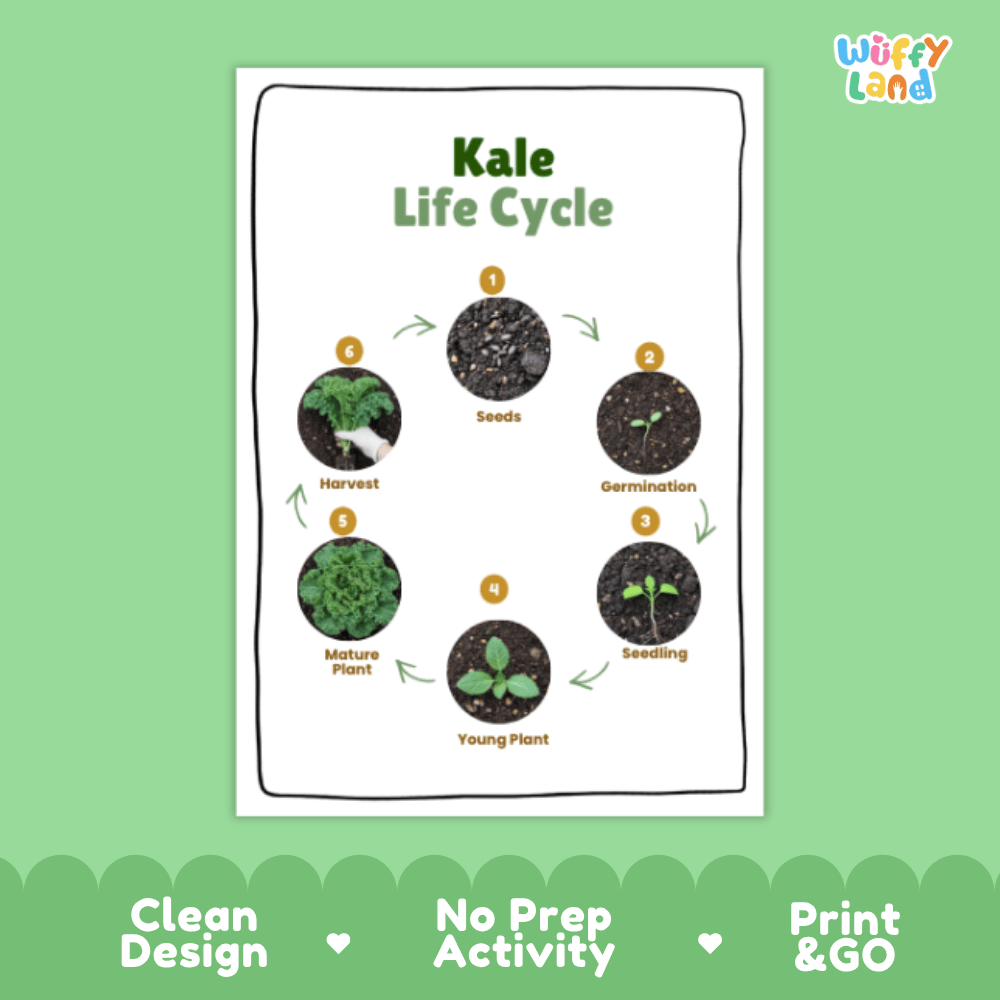 Kale Life Cycle Poster and Cut and Paste Activity Plant Science Printable