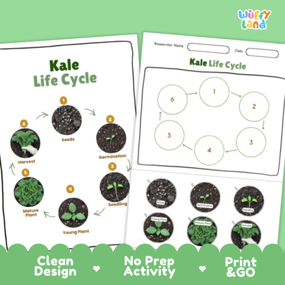 Kale Life Cycle Poster and Cut and Paste Activity Plant Science Printable