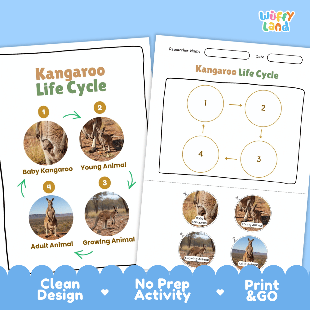 Kangaroo Life Cycle Poster and Cut and Paste Activity Worksheets