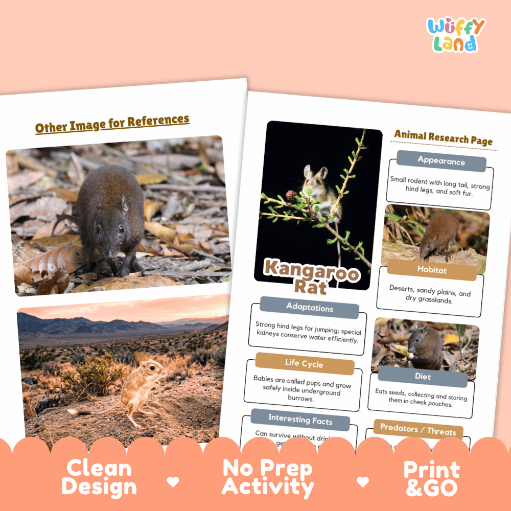Kangaroo Rat Animal Research Page Worksheets and Fact Sheet Activity