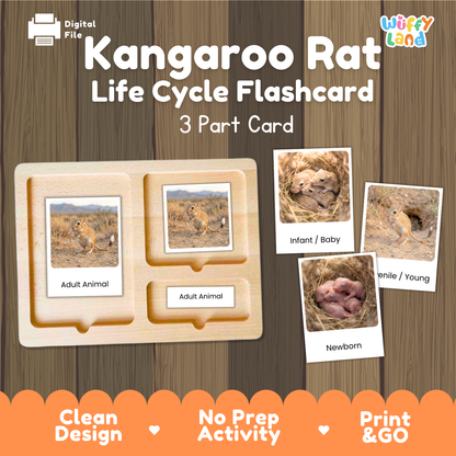 Kangaroo Rat Life Cycle Flashcard set by Wiffy Land, featuring a 3-part wooden card tray with animal photos showing the life cycle stages from adult to newborn, on a wood-grain background with promotional text.