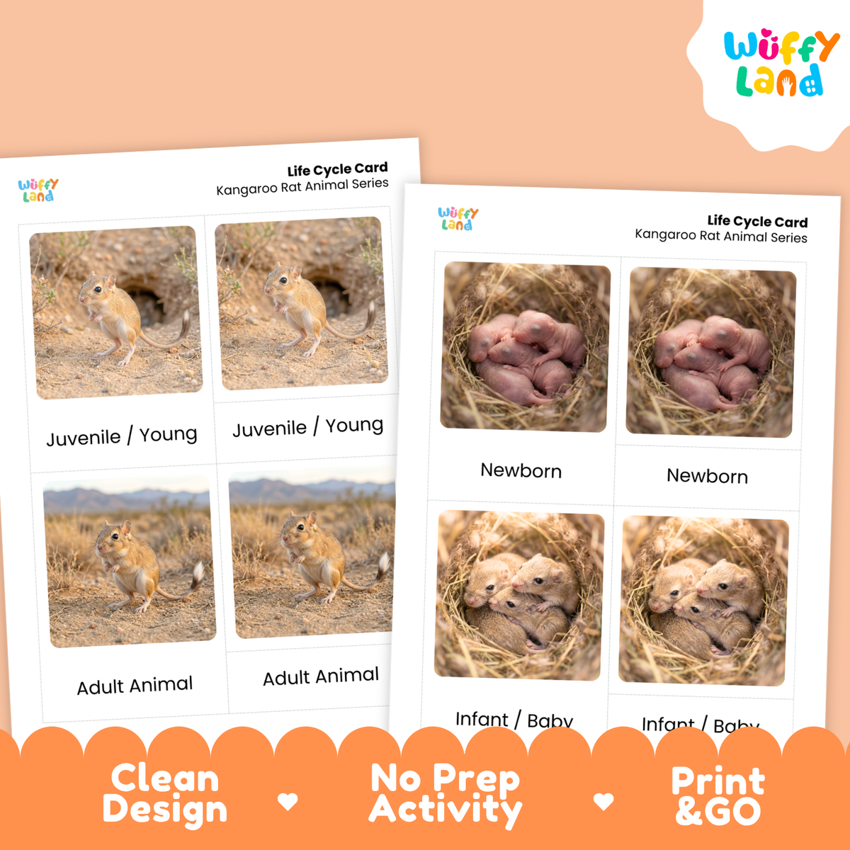 Two printed Kangaroo Rat animal series life cycle cards shown on a peach background, with the W¯fy Land logo in the top right and orange marketing text along the bottom. The cards show labeled photos of kangaroo rats at juvenile, adult, newborn, and infant stages.
