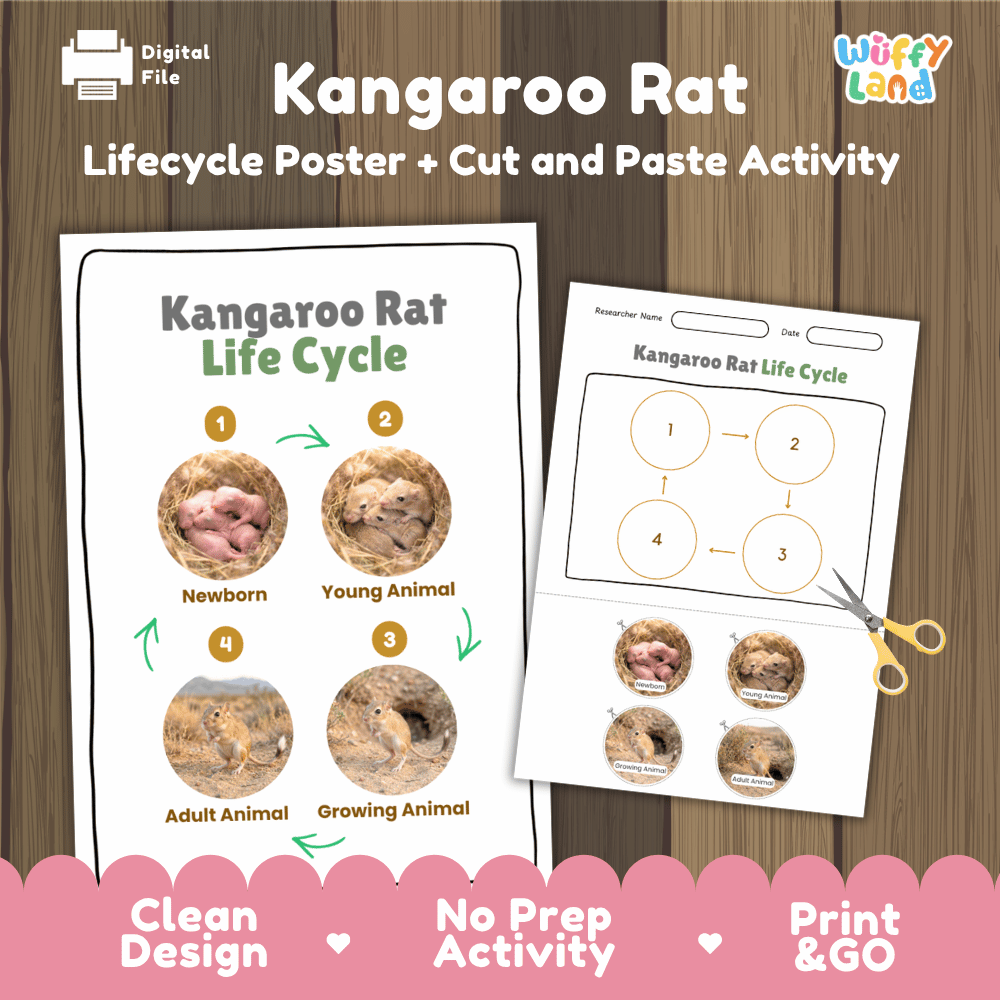 Kangaroo Rat Life Cycle Poster and Cut and Paste Worksheet Activity