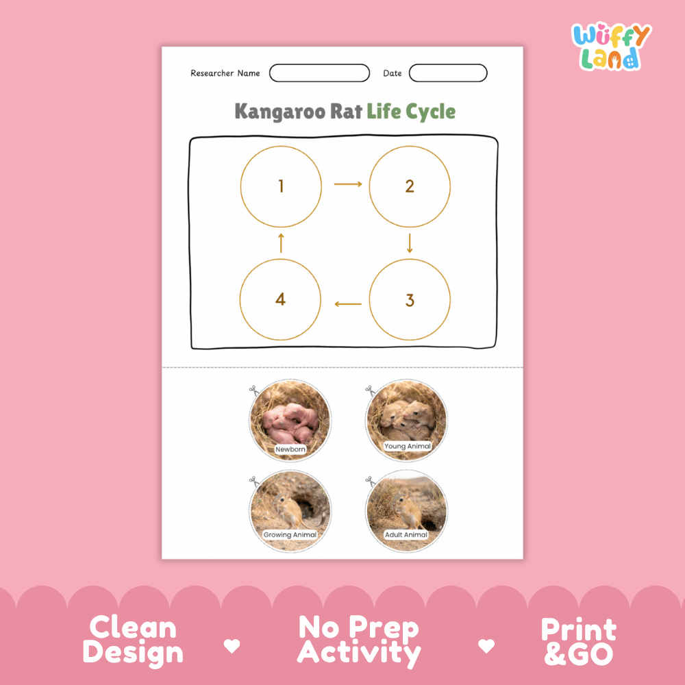 Kangaroo Rat Life Cycle Poster and Cut and Paste Worksheet Activity