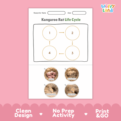 Kangaroo Rat Life Cycle Poster and Cut and Paste Worksheet Activity