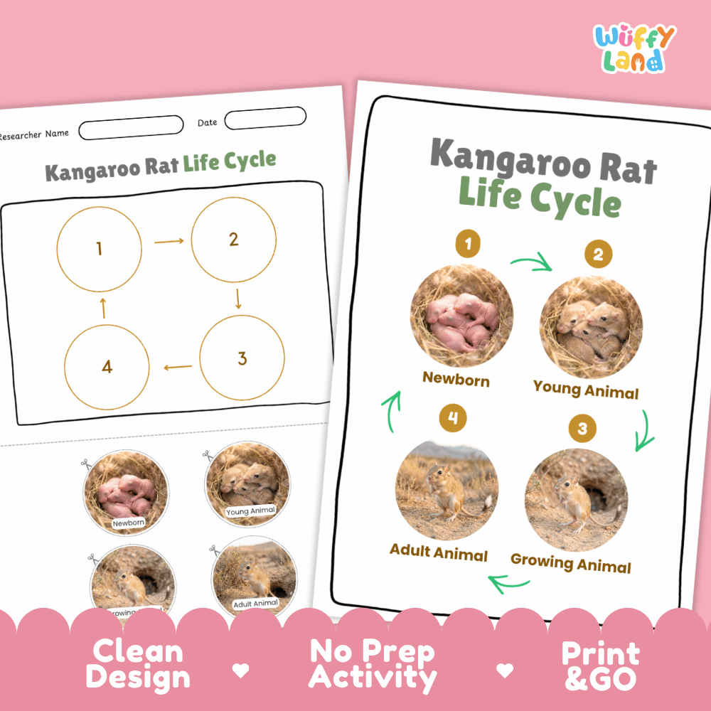 Kangaroo Rat Life Cycle Poster and Cut and Paste Worksheet Activity