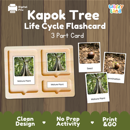 Kapok Tree Life Cycle Flashcards | 3 Part Cards Montessori Science Activity