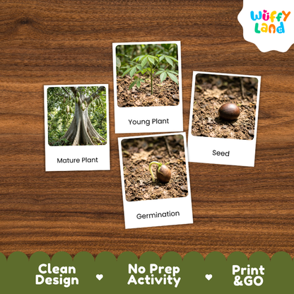 Kapok Tree Life Cycle Flashcards | 3 Part Cards Montessori Science Activity