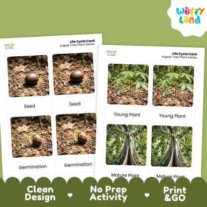 Kapok Tree Life Cycle Flashcards | 3 Part Cards Montessori Science Activity