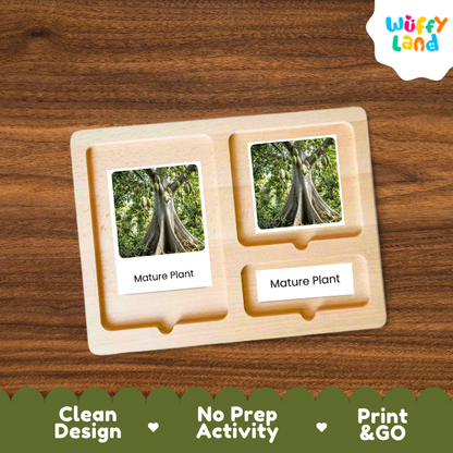 Kapok Tree Life Cycle Flashcards | 3 Part Cards Montessori Science Activity
