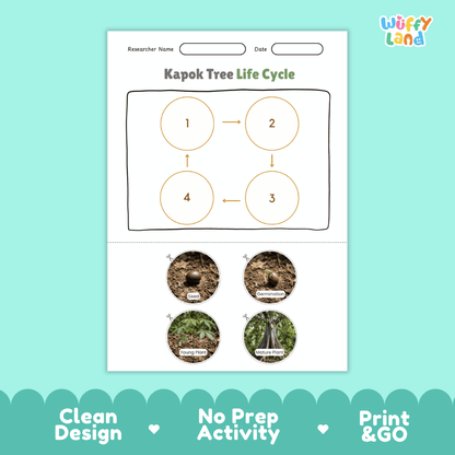 Kapok Tree Life Cycle Poster and Cut and Paste Activity Worksheet