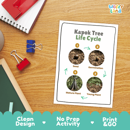 Kapok Tree Life Cycle Poster and Cut and Paste Activity Worksheet