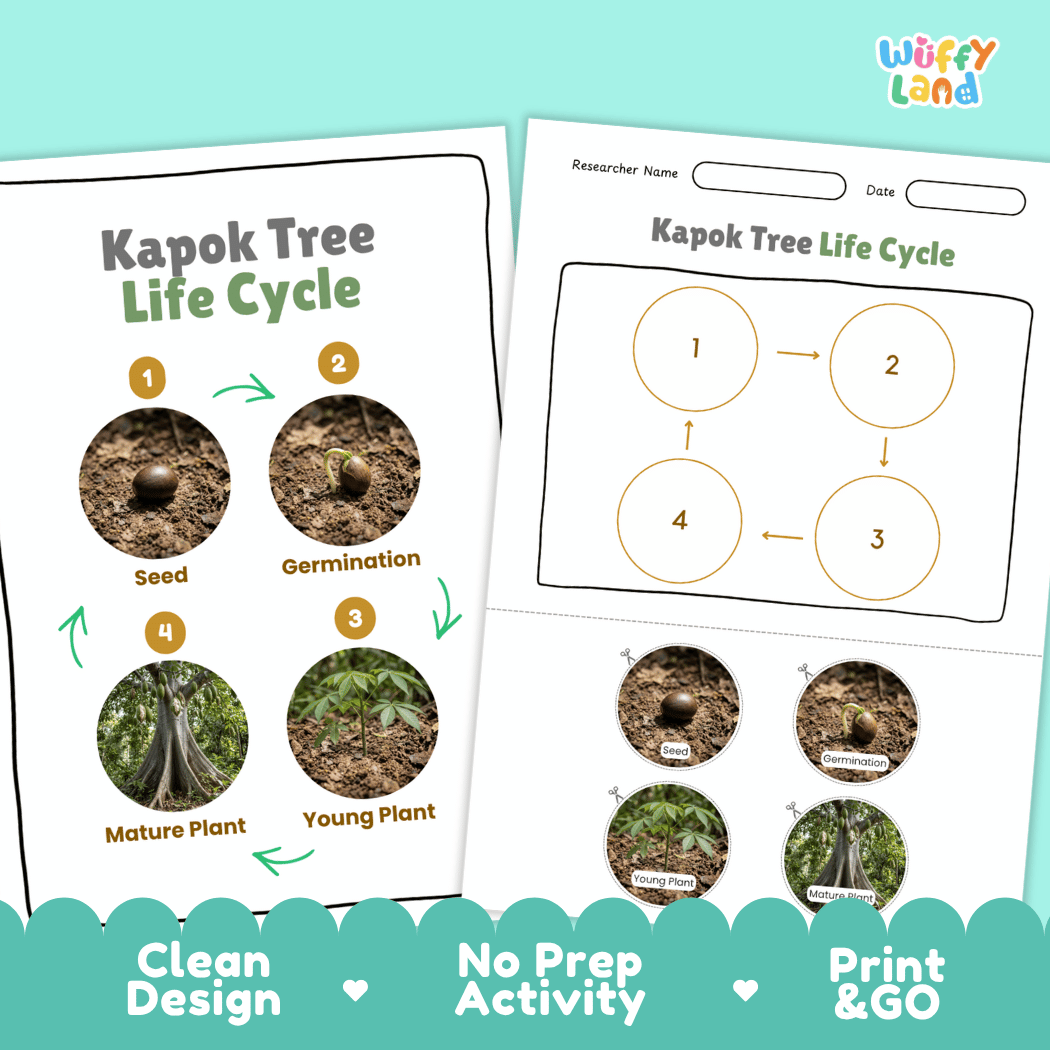 Kapok Tree Life Cycle Poster and Cut and Paste Activity Worksheet