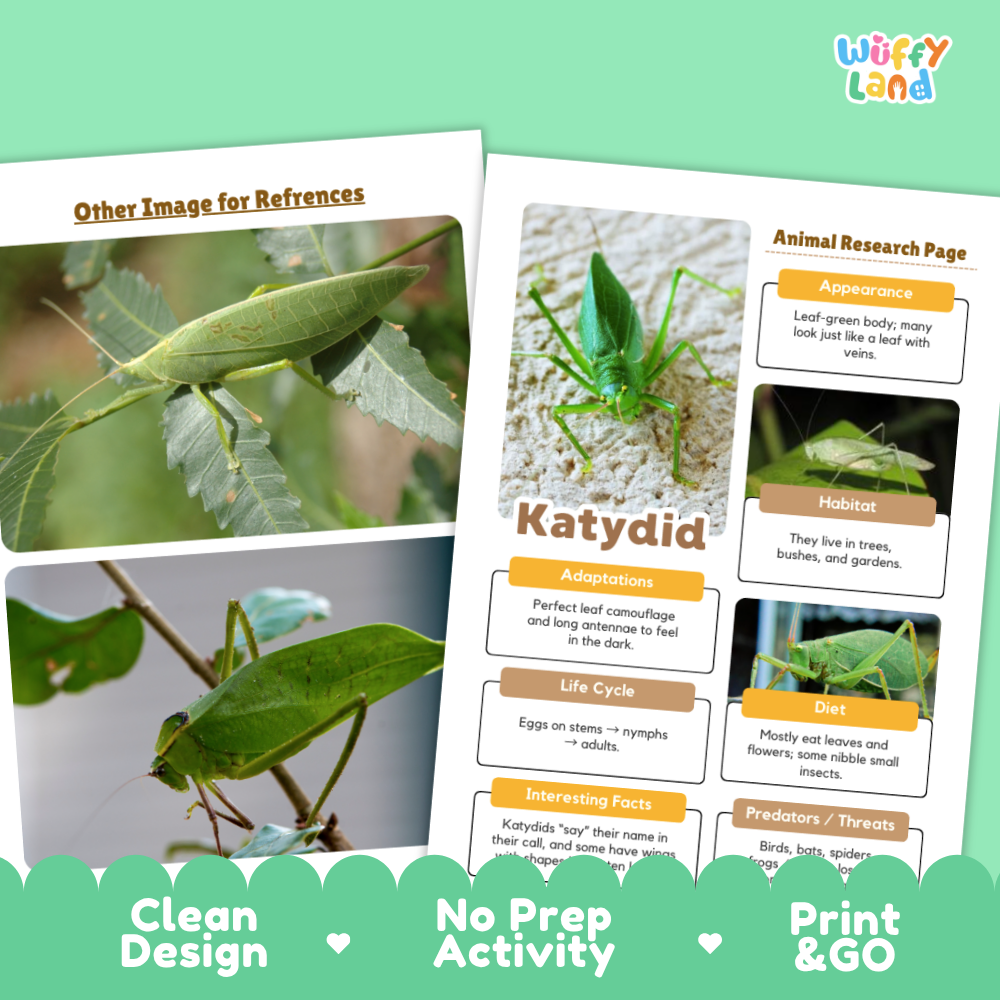 Katydid Animal Research Page Worksheets