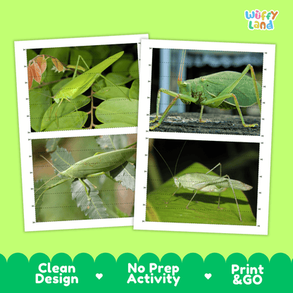 Katydid Cut and Match Activity Printables Worksheets