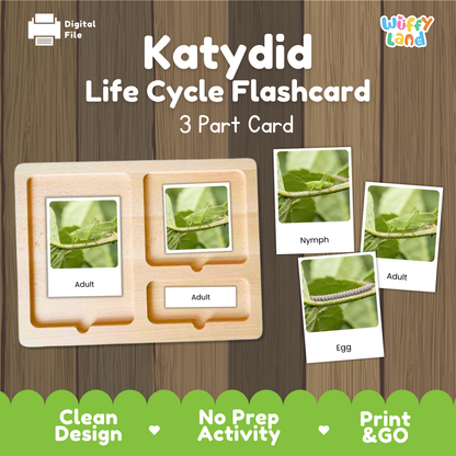 Katydid Life Cycle Flashcard 3 Part Cards Science Activity Printable