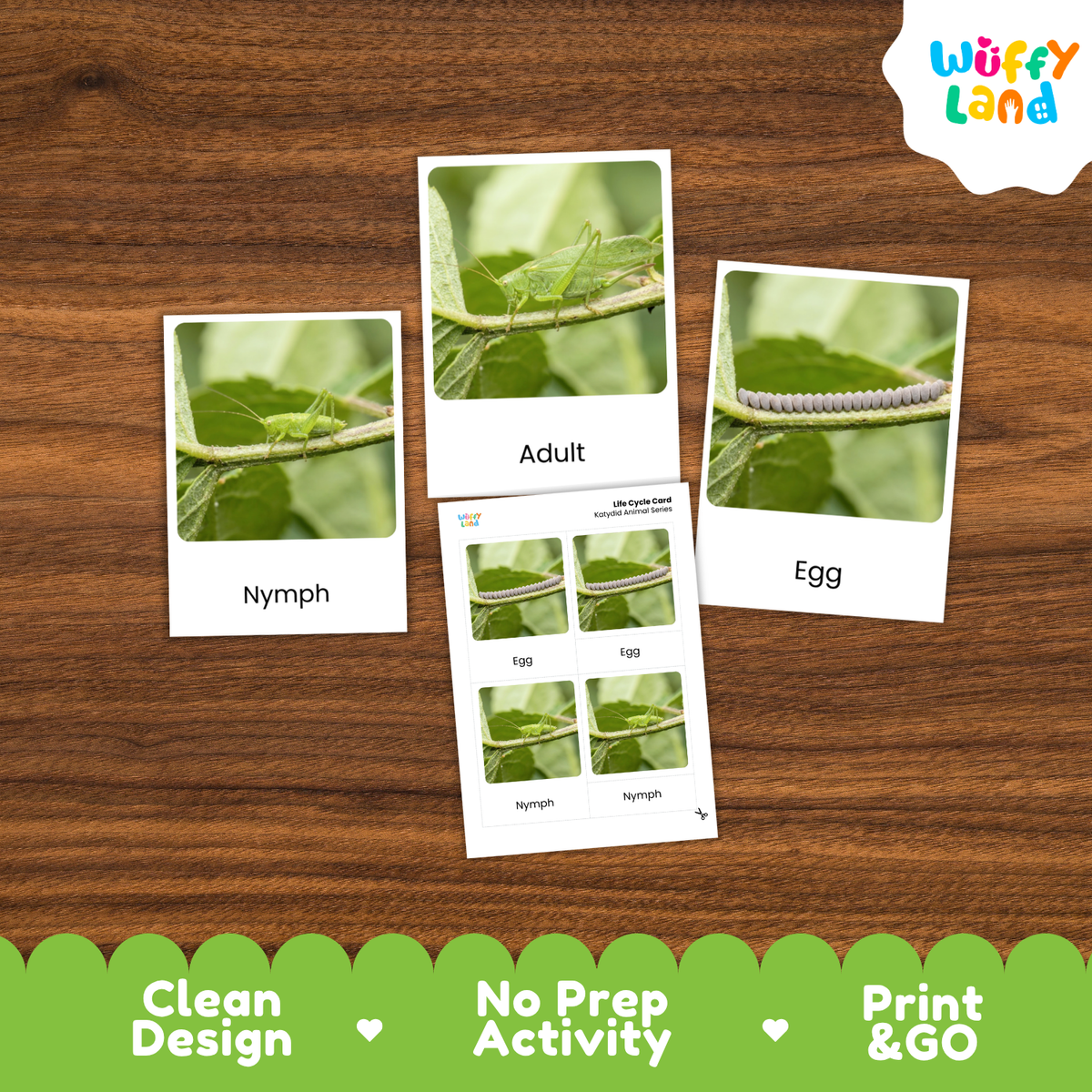 Katydid Life Cycle Flashcard 3 Part Cards Science Activity Printable
