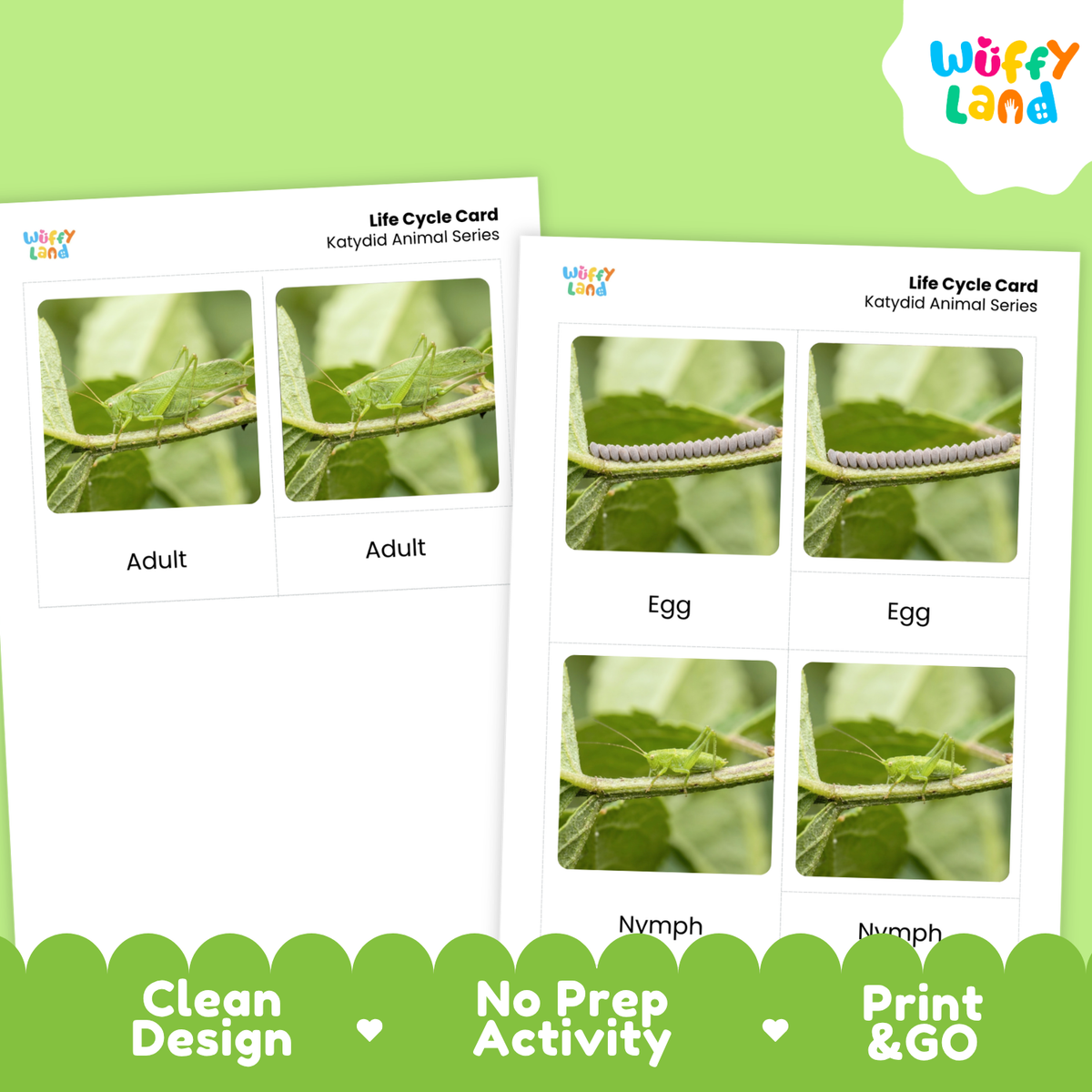 Katydid Life Cycle Flashcard 3 Part Cards Science Activity Printable