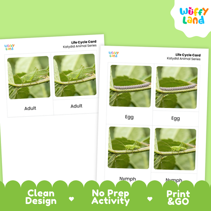 Katydid Life Cycle Flashcard 3 Part Cards Science Activity Printable