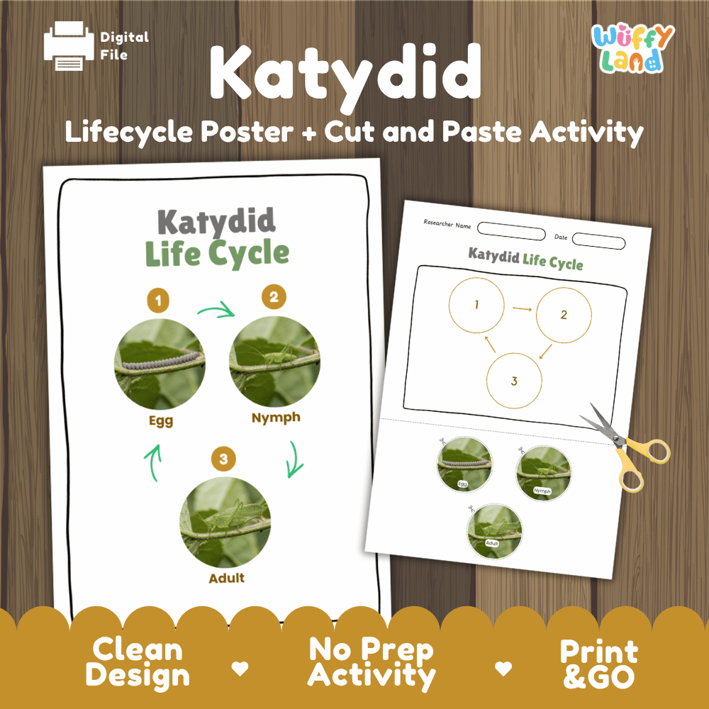 Katydid Life Cycle Poster and Cut and Paste Activity Worksheets