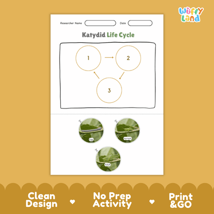Katydid Life Cycle Poster and Cut and Paste Activity Worksheets