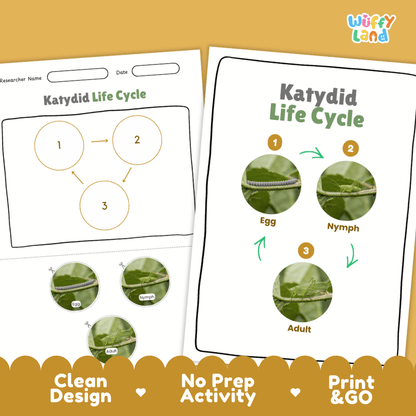 Katydid Life Cycle Poster and Cut and Paste Activity Worksheets