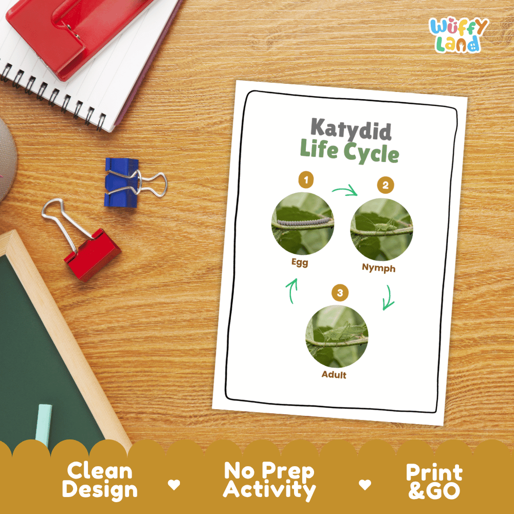 Katydid Life Cycle Poster and Cut and Paste Activity Worksheets