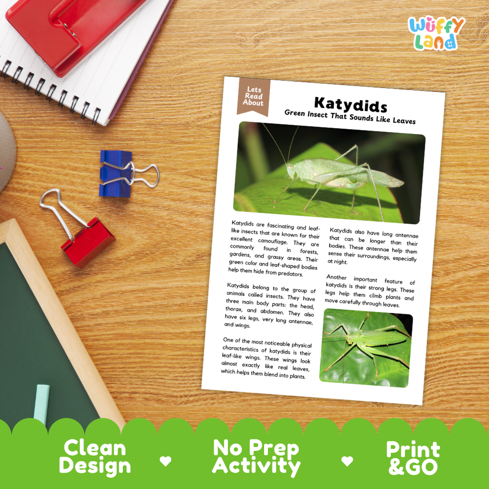An educational printout activity sheet titled 'Katydid' showing text and two green katydid photos, placed on a wooden desk with a notebook, binder clips, and a pen nearby. A green banner at the bottom reads 'Clean Design', 'No Prep Activity', and 'Print & GO'.