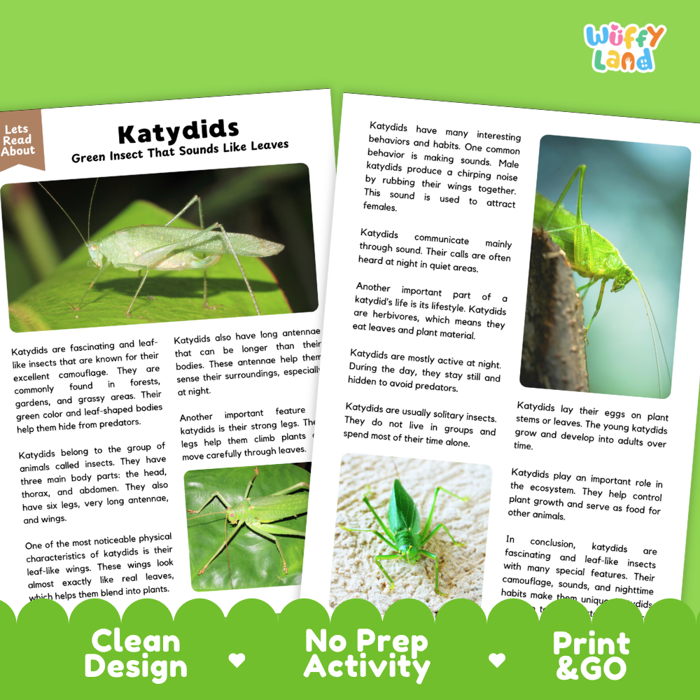 An educational activity sheet titled 'Katydid Green Insect That Sounds Like Leaves' from the brand 'Wuffly Land'. The sheet features a green background with text explaining katydid characteristics, a small photo of a real katydid on the right, and a heart-shaped illustration of a green leaf on the left.