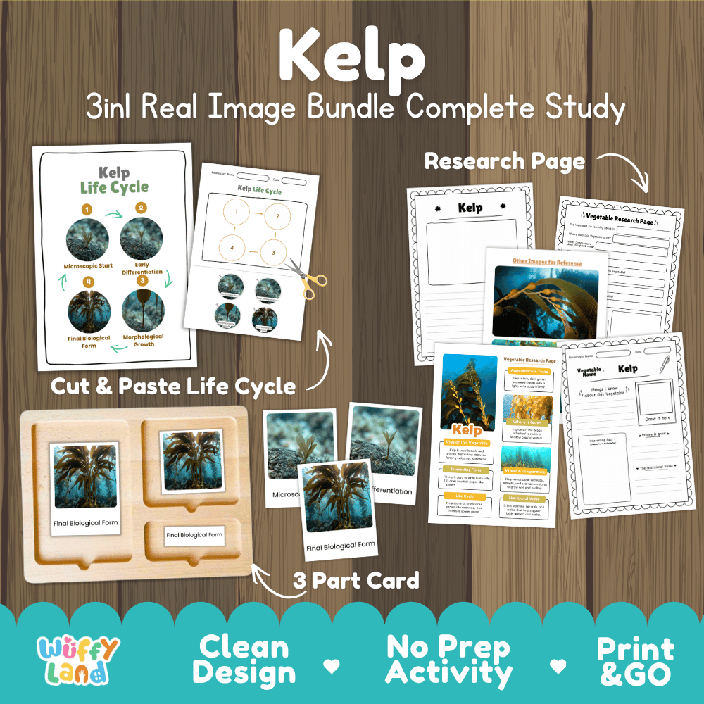 Kelp seaweed 3in1 real image bundle complete study printable featuring life cycle cut and paste worksheets, Montessori 3-part cards, and research pages