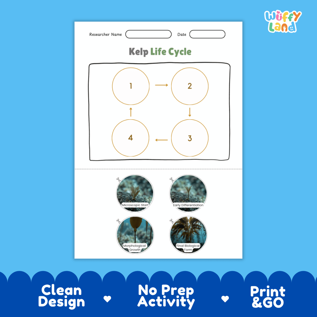 Educational reference poster showing four realistic photo stages of a kelp life cycle including microscopic start, early differentiation, morphological growth, and final biological form