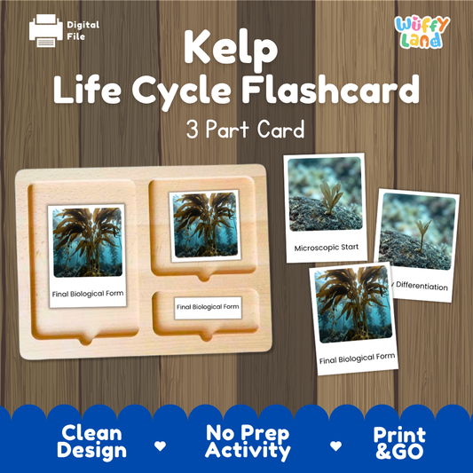 Montessori three part cards featuring real photographic images of kelp algae growth stages and towering mature forest form displayed on a wooden tray