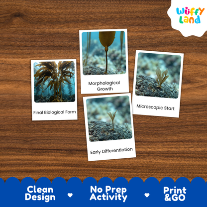 Four educational activity cards about algae life cycles arranged on a brown wood-grain background. The cards show labeled photos of algae stages: Final Biological Form, Morphological Growth, Microscopic Start, and Early Differentiation.