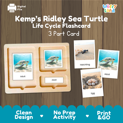 Kemp's Ridley Sea Turtle Life Cycle Flashcards 3 Part Cards Montessori Science Activity