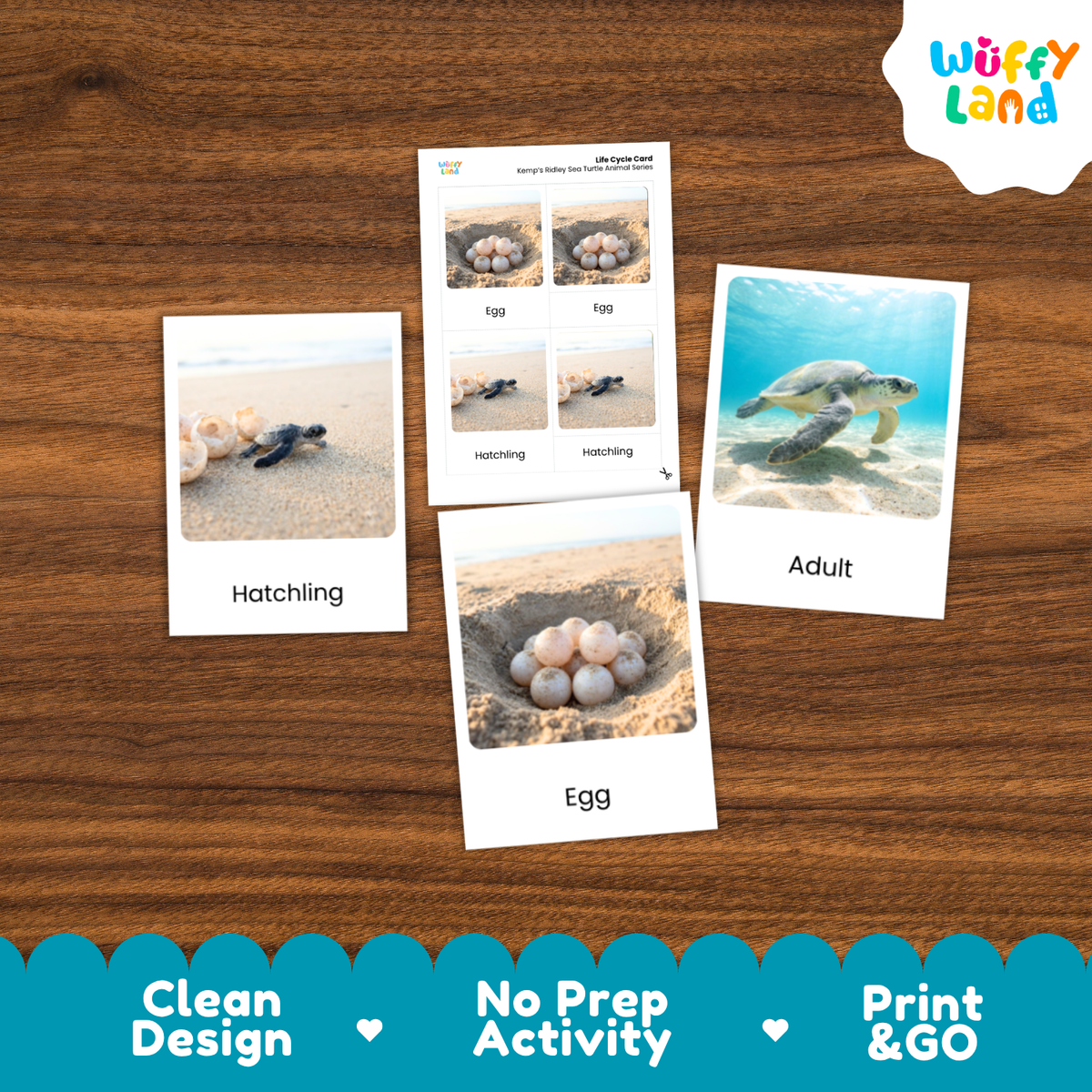Kemp's Ridley Sea Turtle Life Cycle Flashcards 3 Part Cards Montessori Science Activity