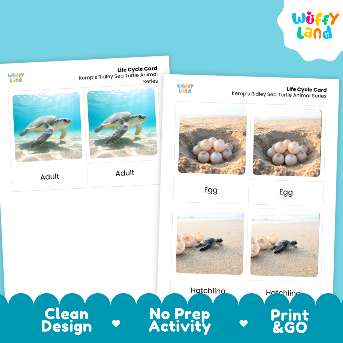 Kemp's Ridley Sea Turtle Life Cycle Flashcards 3 Part Cards Montessori Science Activity