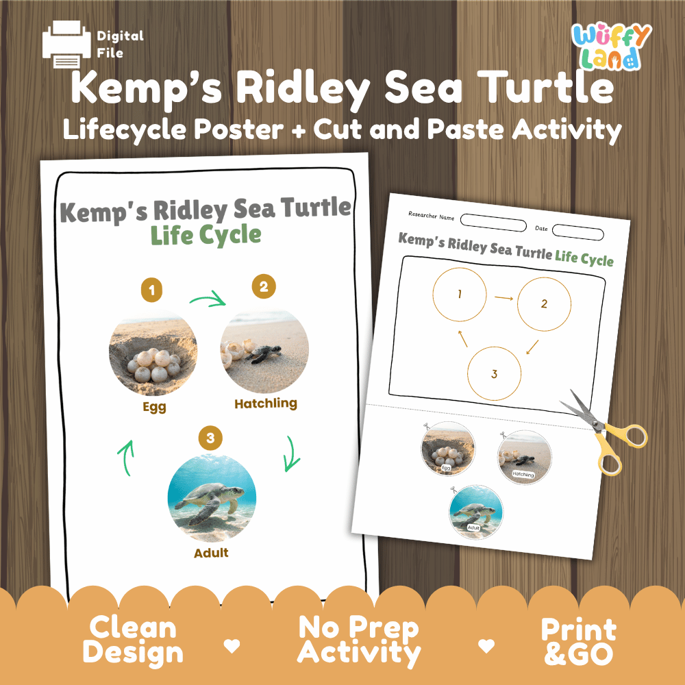 Kemp's Ridley Sea Turtle Life Cycle Poster and Cut and Paste Worksheet Activity