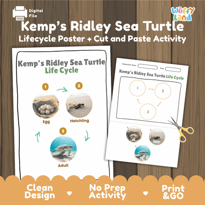Kemp's Ridley Sea Turtle Life Cycle Poster and Cut and Paste Worksheet Activity