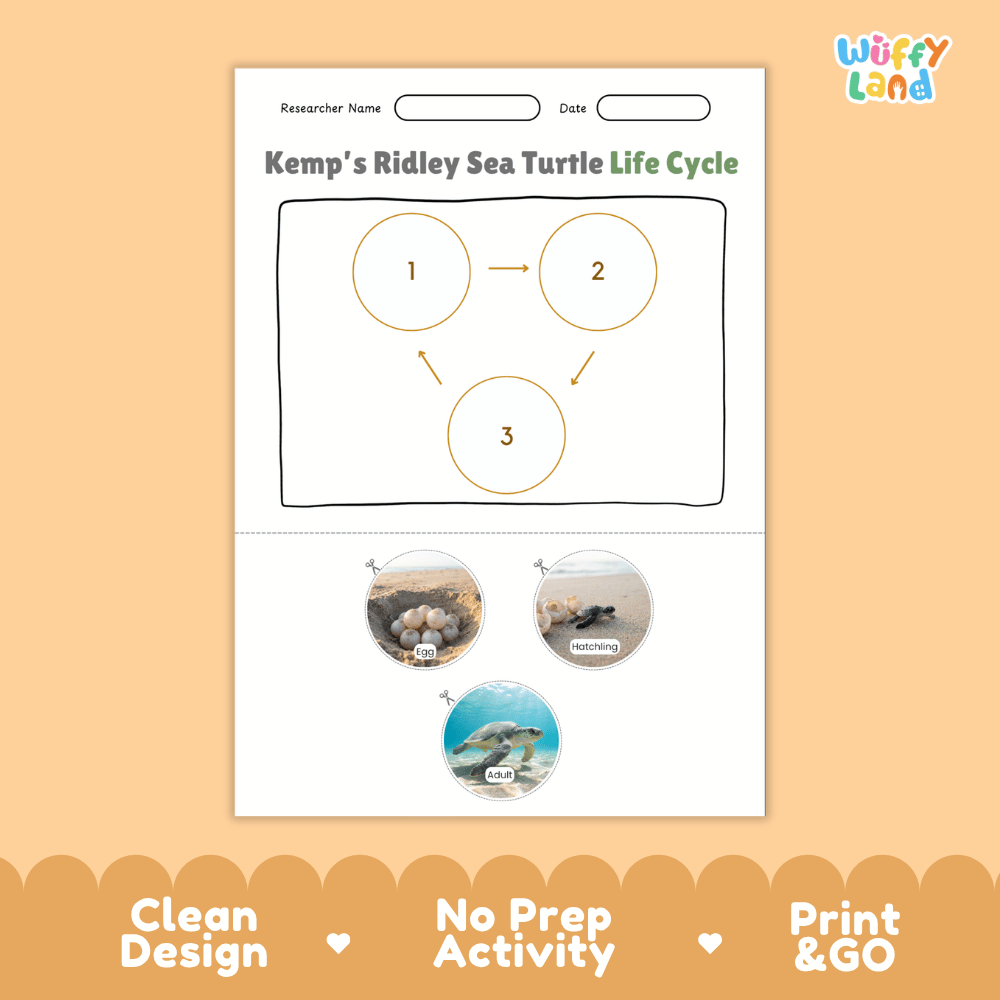 Kemp's Ridley Sea Turtle Life Cycle Poster and Cut and Paste Worksheet Activity