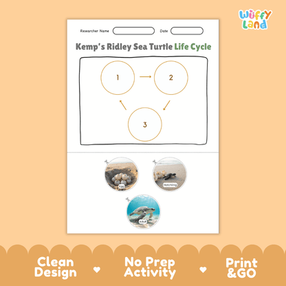 Kemp's Ridley Sea Turtle Life Cycle Poster and Cut and Paste Worksheet Activity