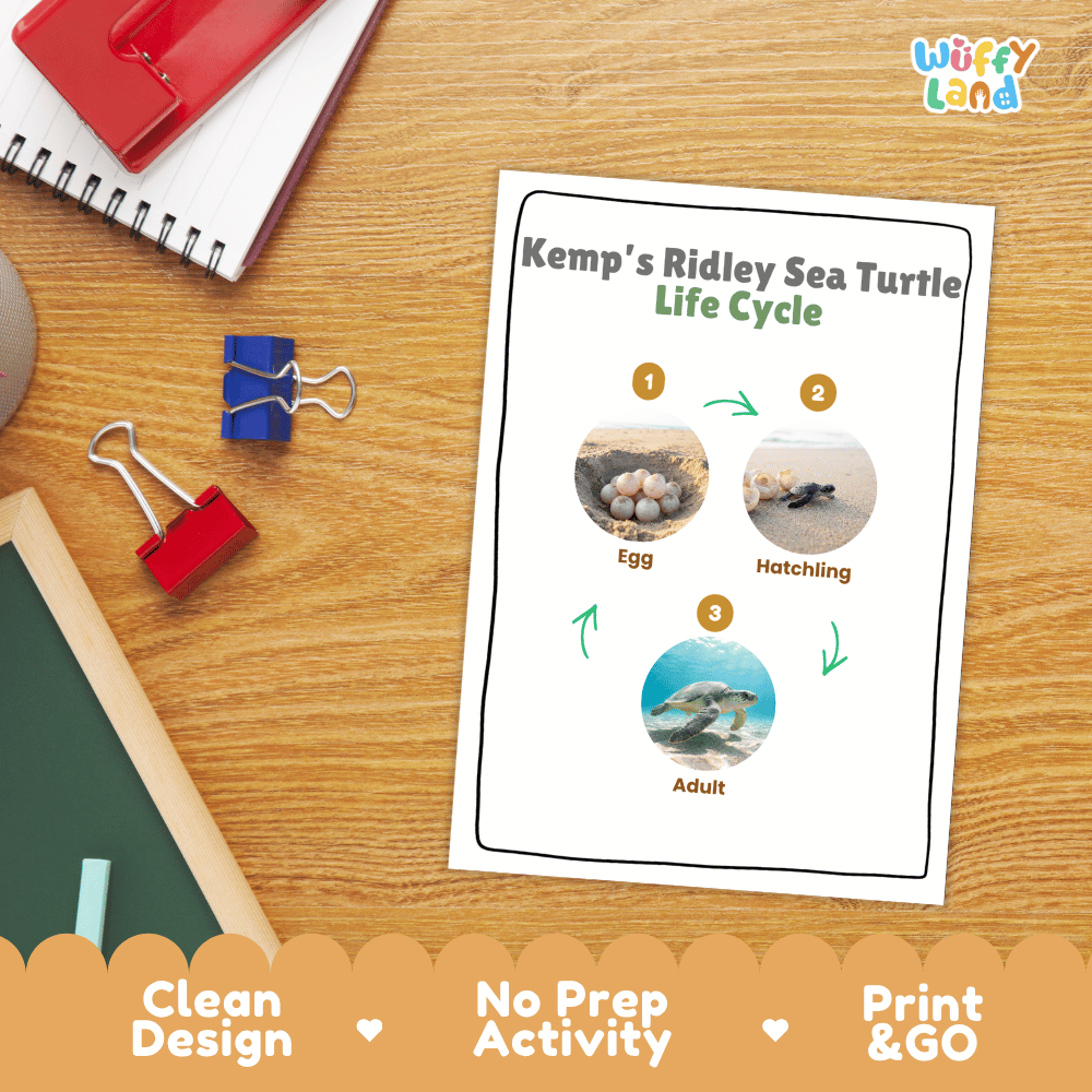 Kemp's Ridley Sea Turtle Life Cycle Poster and Cut and Paste Worksheet Activity