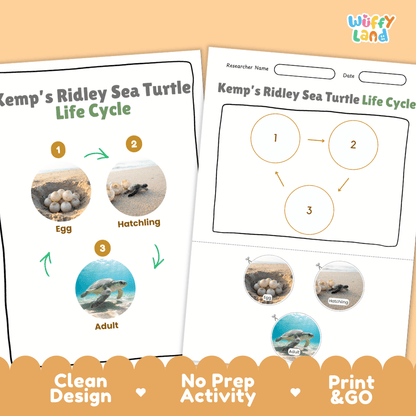 Kemp's Ridley Sea Turtle Life Cycle Poster and Cut and Paste Worksheet Activity