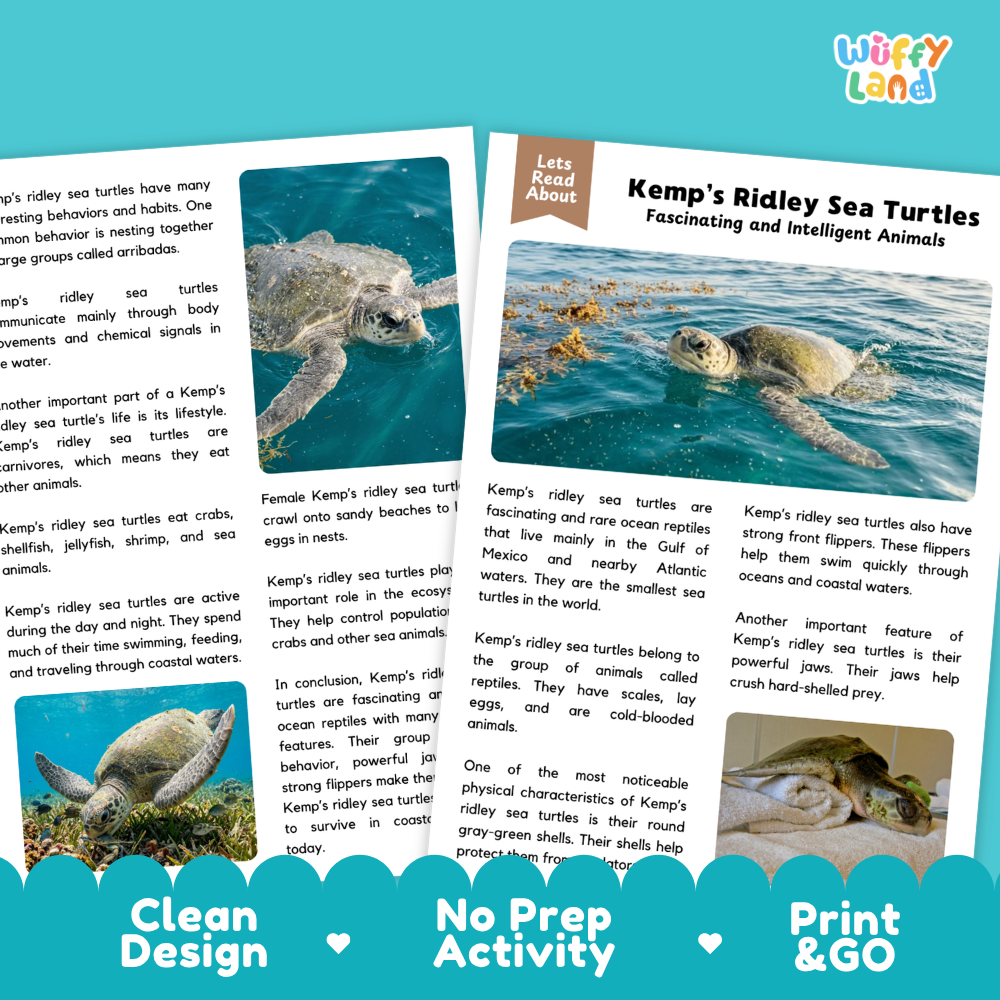 Kemp's Ridley Sea Turtle Reading Passage and Comprehension Questions Worksheets