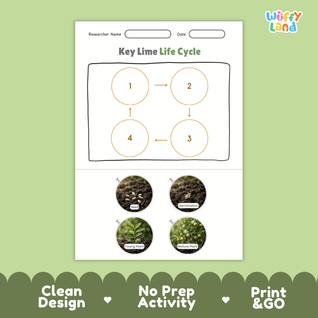 Key Lime Life Cycle Poster and Cut and Paste Worksheet Activity