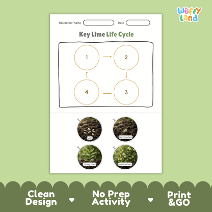 Key Lime Life Cycle Poster and Cut and Paste Worksheet Activity