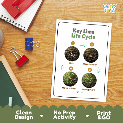 Key Lime Life Cycle Poster and Cut and Paste Worksheet Activity