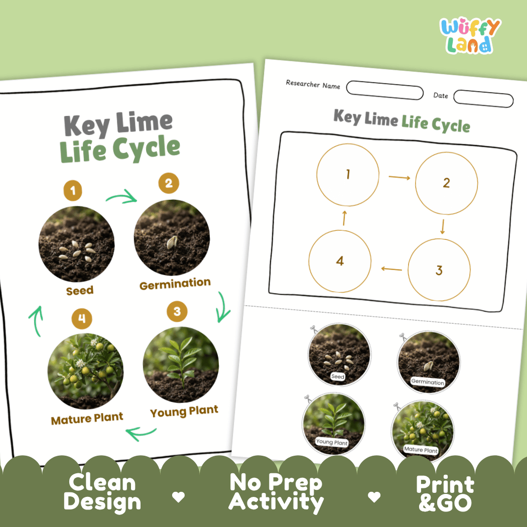 Key Lime Life Cycle Poster and Cut and Paste Worksheet Activity