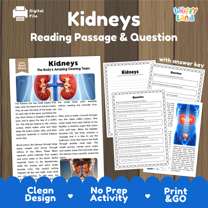 Kidneys reading comprehension passage and questions printable activity pack with answer key for elementary students