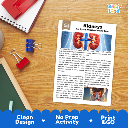 Student reading comprehension worksheet with short-answer questions and lined sections about the human kidneys